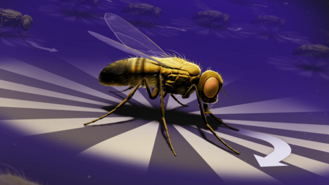 Rayshubskiy lab “fly microbots” paper published in PNAS and featured in Ars Technica