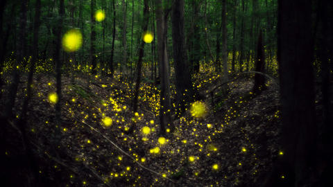 fireflies-flashing-in-georgia-forest-synchronous-fireflies-mark-magnerella.jpg