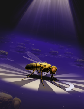 Rayshubskiy lab “fly microbots” paper published in PNAS and featured in Ars Technica