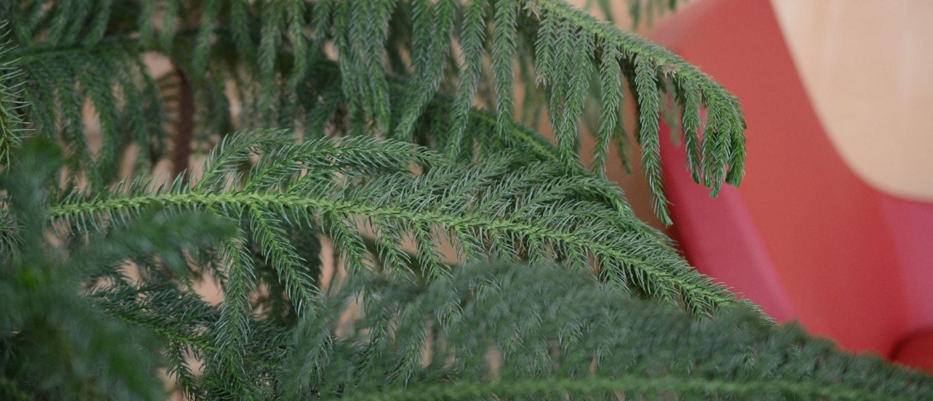 Close-up of green pine-like plant branches in the foreground with a blurred red chair and beige wall in the background.