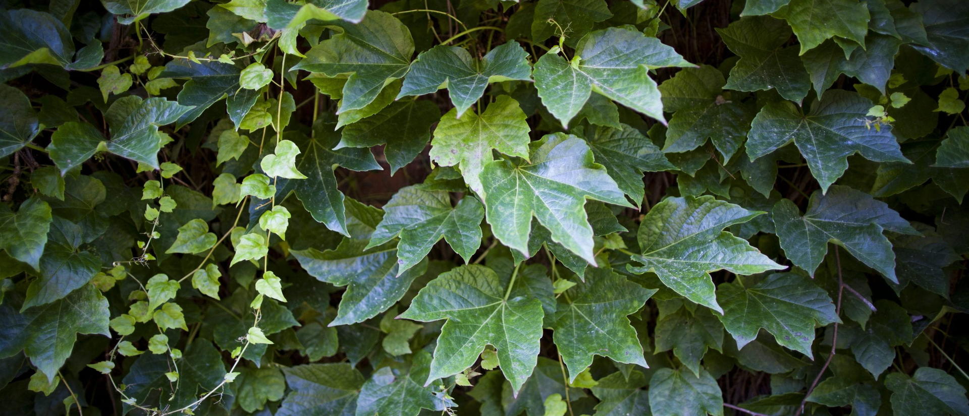 Detailed view of ivy foliage against a weathered wall, highlighting the lush greenery and the wall's rough surface.