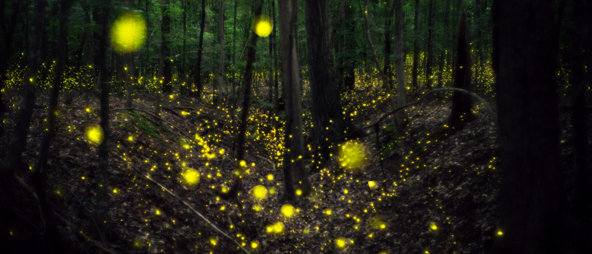 fireflies-flashing-in-georgia-forest-synchronous-fireflies-mark-magnerella.jpg