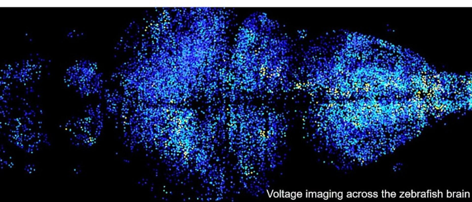voltage imaging zebrafish brain wang lab 